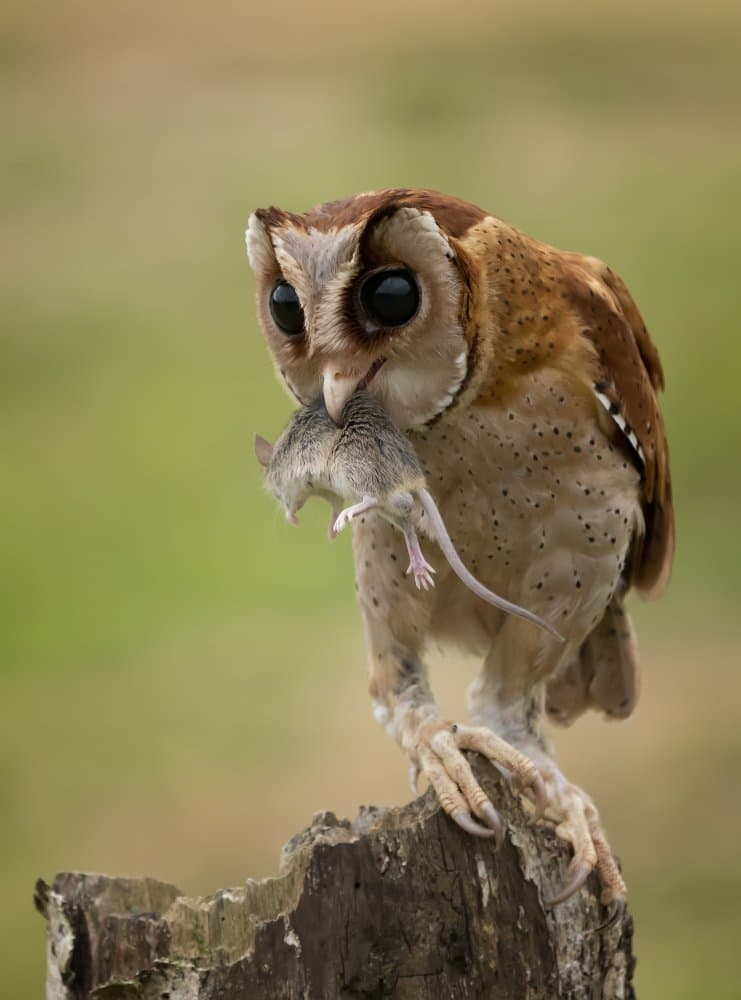 Hunting Owl's Meal by Mieke Suharini — canvas wall art