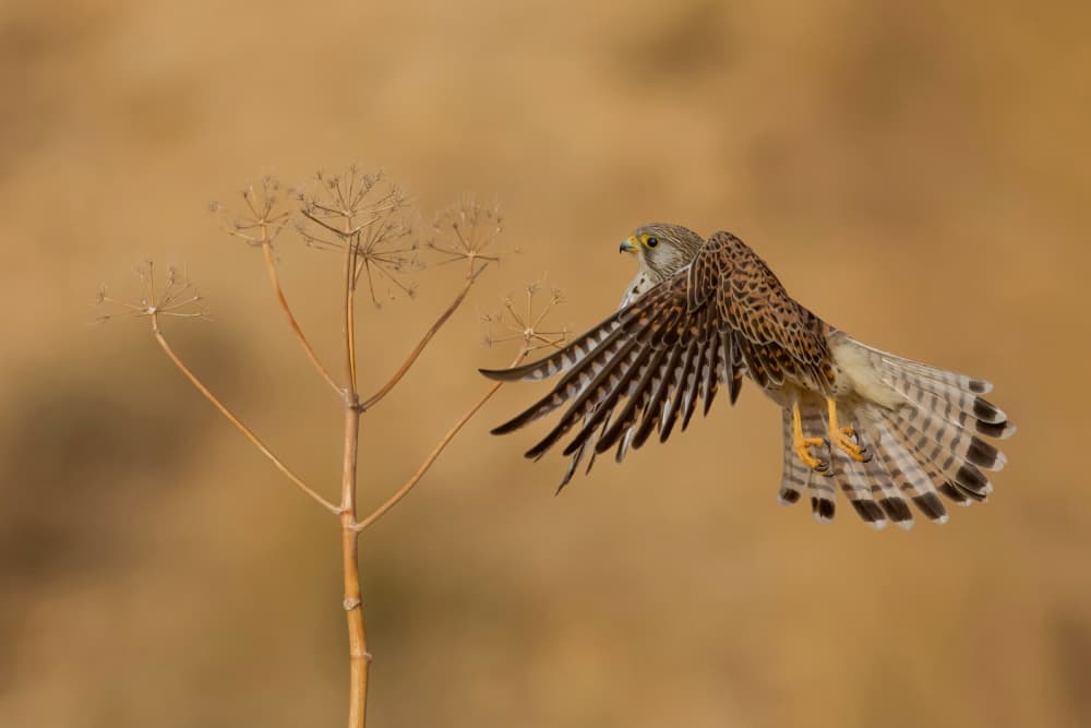 Wild Kestrel In Flight by David Manusevich — canvas wall art
