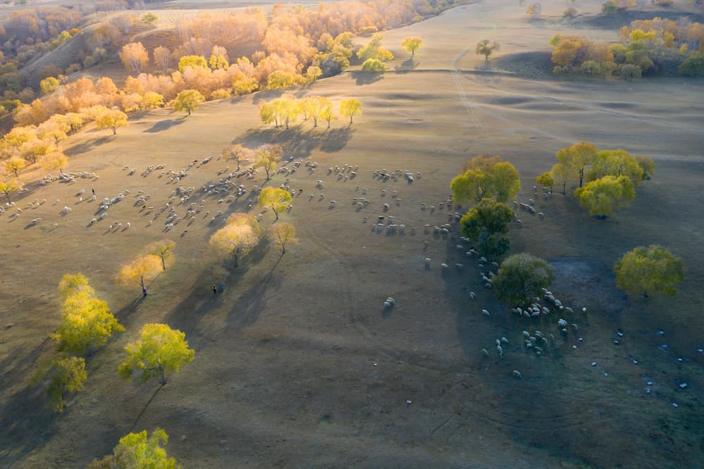 Golden Autumn Pasture by Simoon — canvas wall art