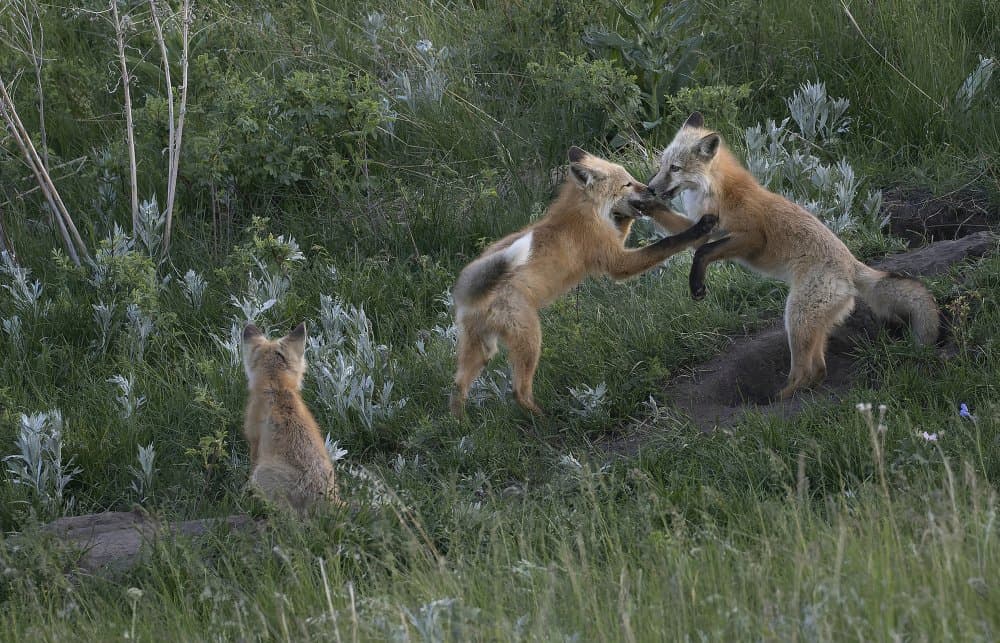 Playful Fox Kits by Ronald Scott Johnson — canvas wall art