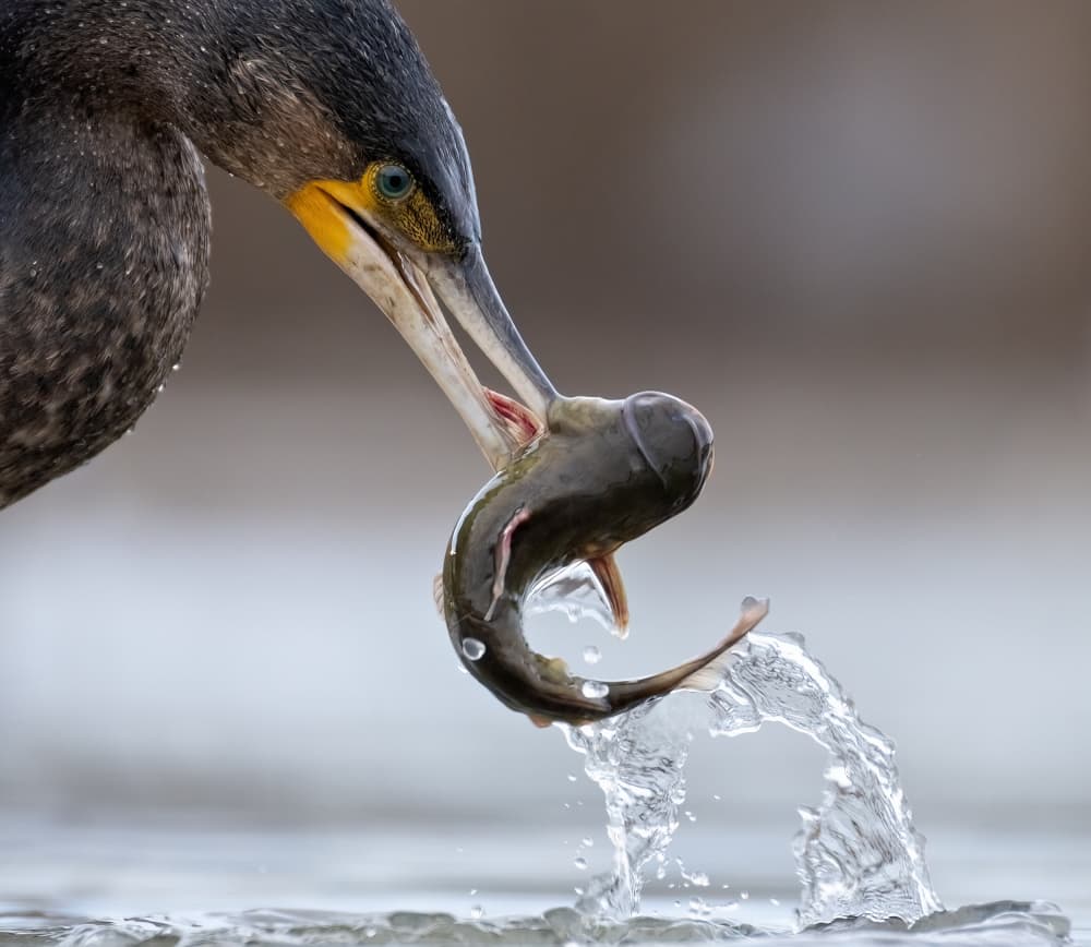 Fishing Cormorant Splash by Corry DeLaan — canvas wall art