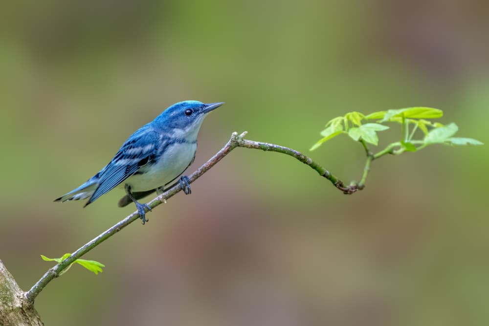 Blue Warbler on Branch by Jacob (Jian) Xu — canvas wall art