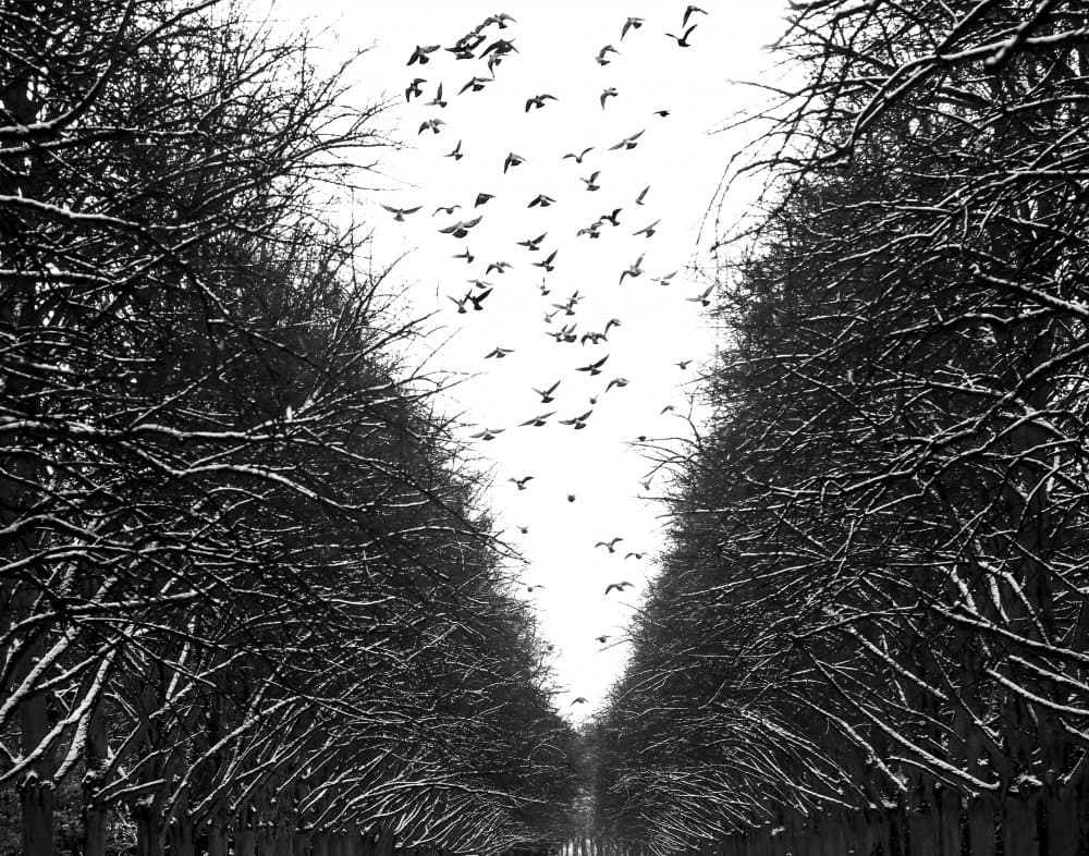 Winter Birds Alley by Anna Niemiec — canvas wall art