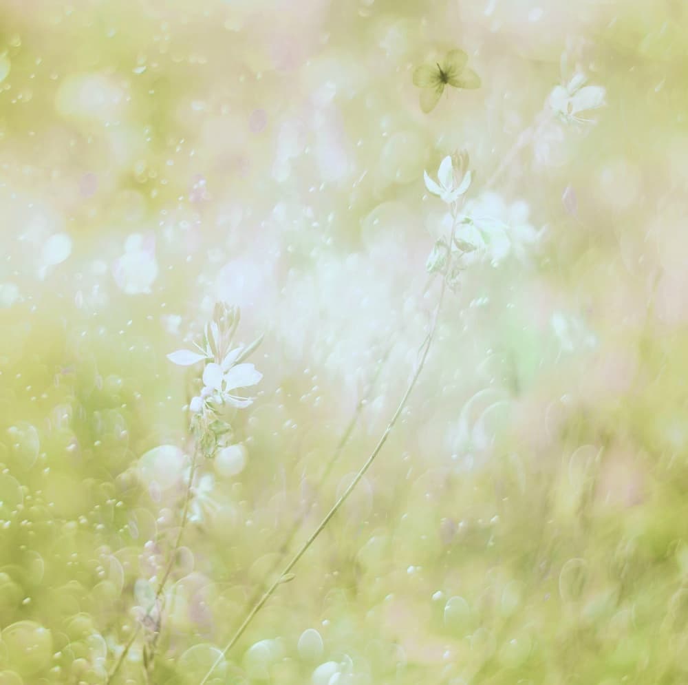 Dreamy Pastel Flowers by Delphine Devos — canvas wall art