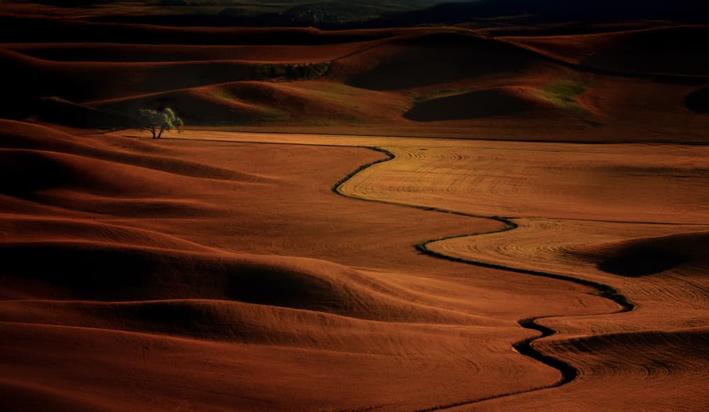 Golden Fields Winding Path by NanZ — canvas wall art