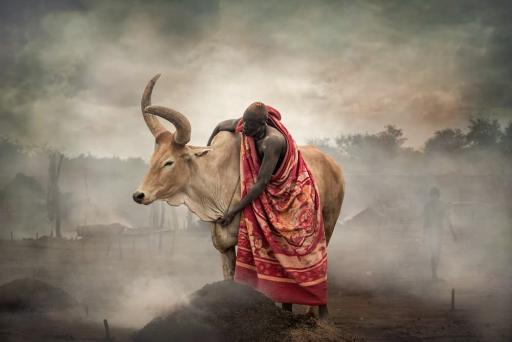 Man and Cow Embrace by Svetlin Yosifov — canvas wall art