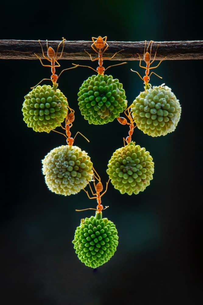 Ants' Green Harvest by Ajar Setiadi — canvas wall art