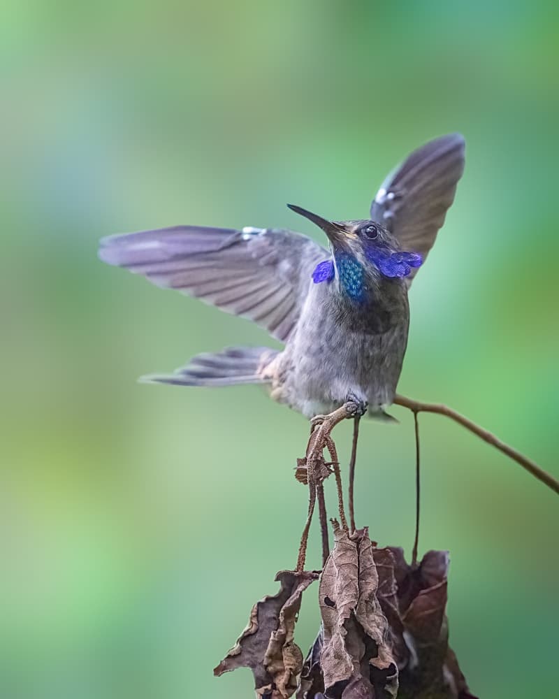 Vibrant Blue Hummingbird by Siyu_Wei APA — canvas wall art