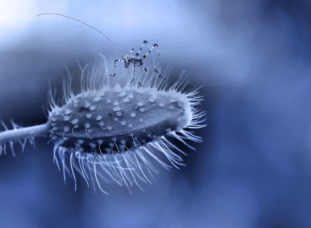 Delicate Indigo Insect by Thierry Dufour — canvas wall art