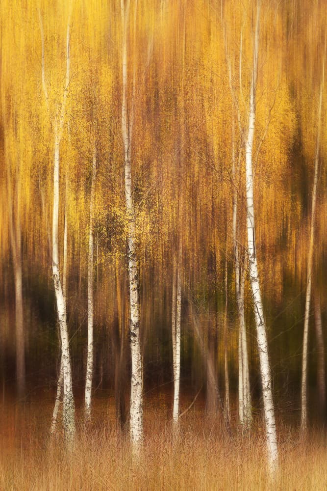 Golden Birch Forest by Gustav Davidsson — canvas wall art