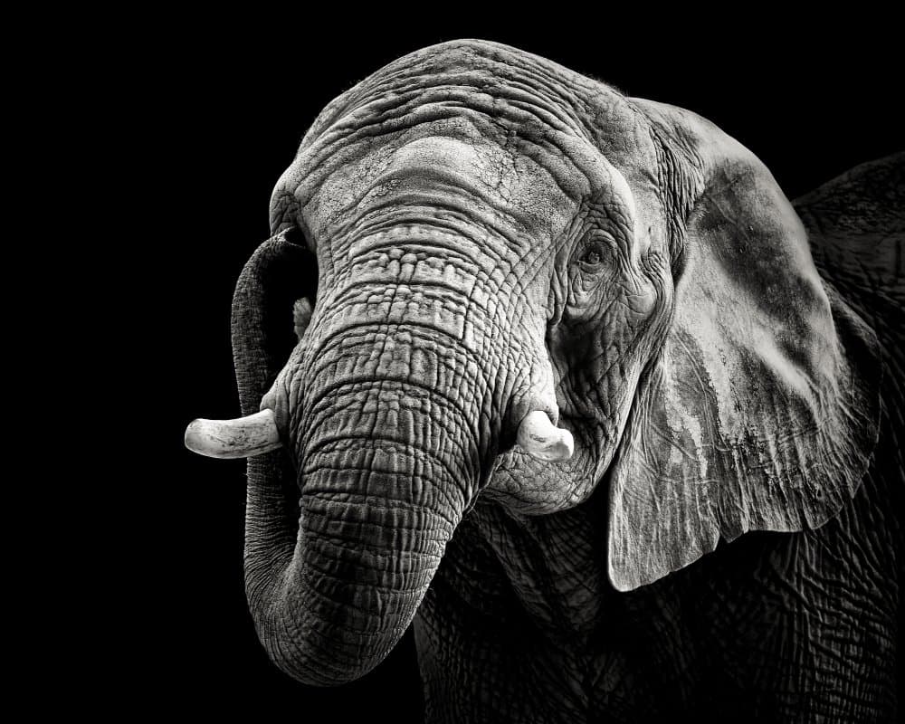 Majestic Elephant Portrait by Christian Meermann — canvas wall art