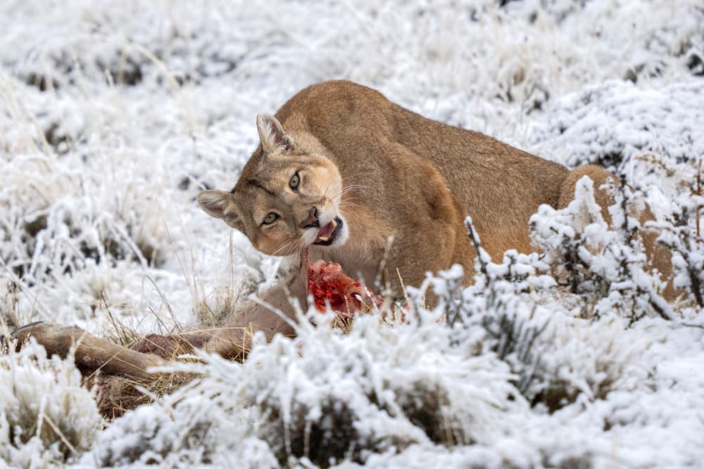 Wild Cougar Winter Feast by Rajat Dhesi — canvas wall art