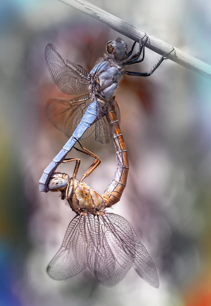 Dragonfly Mating Dance by Fabrizio Daminelli — canvas wall art