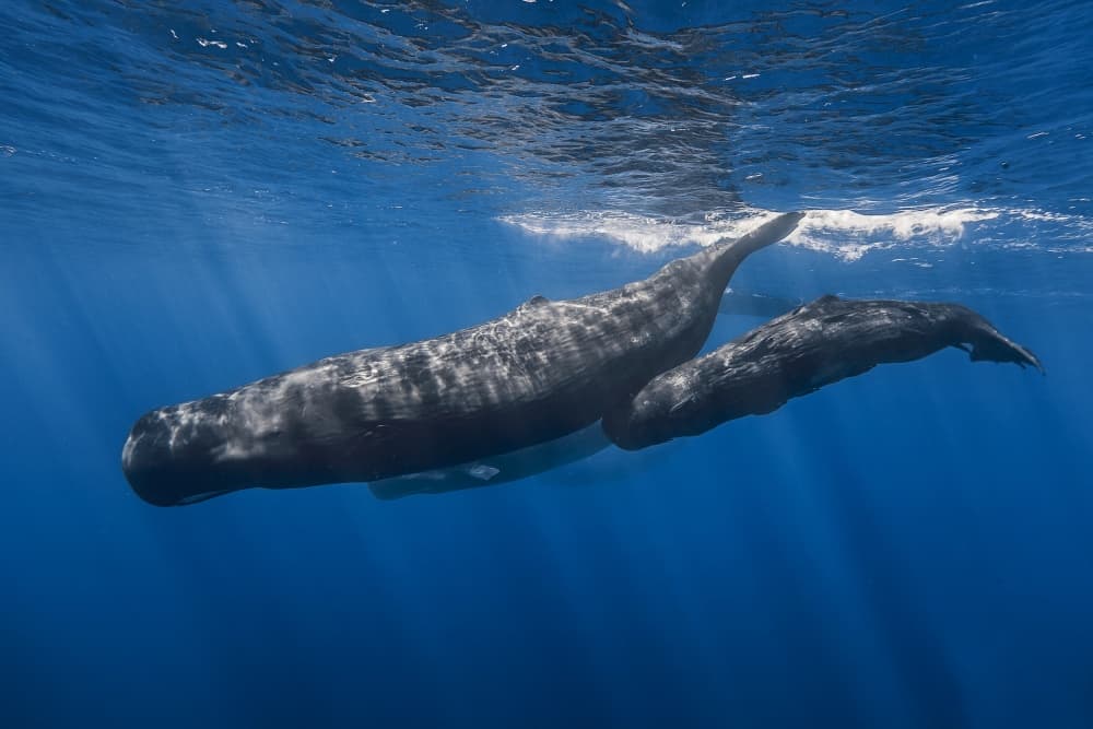 Sperm Whales Blue Ocean by Barathieu Gabriel — canvas wall art