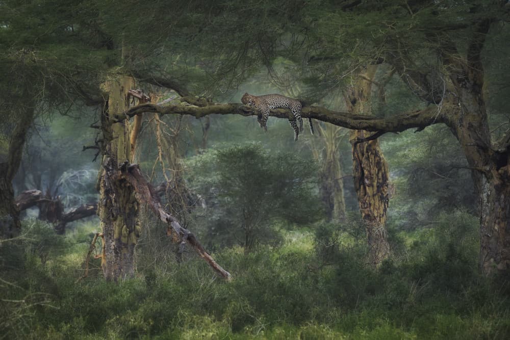 Peaceful Forest Leopard by Roberto Marchegiani — canvas wall art