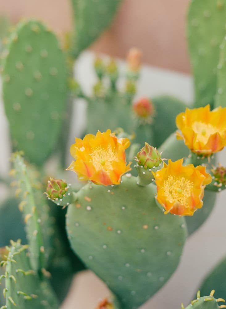 Vibrant Cactus Bloom by Bethany Young — canvas wall art