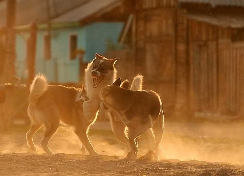Playful Dogs Golden Hour by Przemyslaw Kruk — canvas wall art