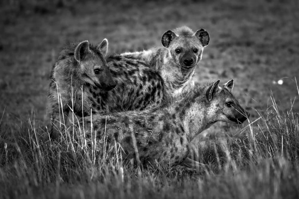 African Hyena Trio by Roshkumar — canvas wall art