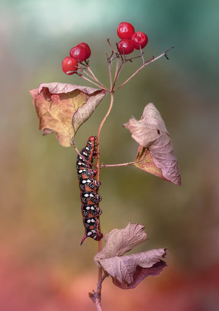 Autumn Caterpillar Berries by Fabrizio Daminelli — canvas wall art