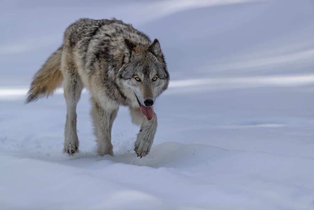 Wild Wolf Winter Walk by Jun Zuo — canvas wall art