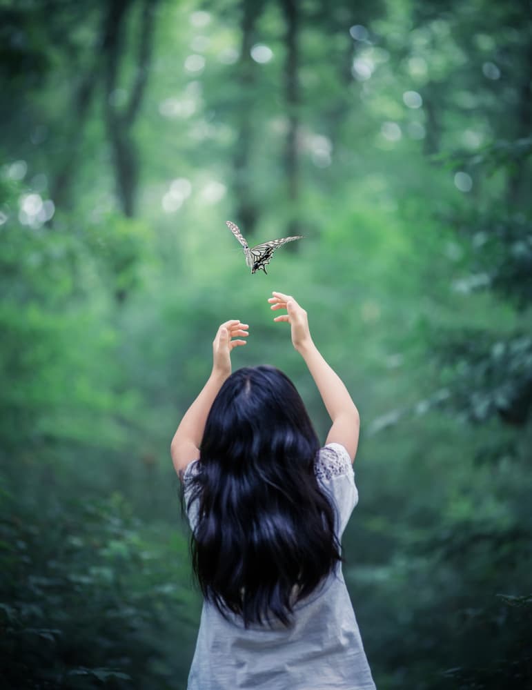 Woodland Butterfly Dream by Takashi Suzuki — canvas wall art