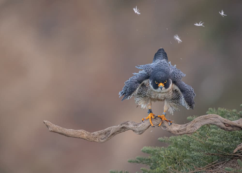 Powerful Peregrine Falcon by Jennifer Lu — canvas wall art