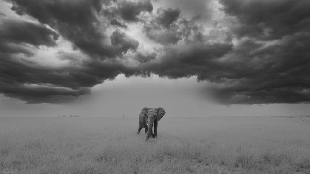 Elephant Under Stormy Sky by Jennifer Lu — canvas wall art