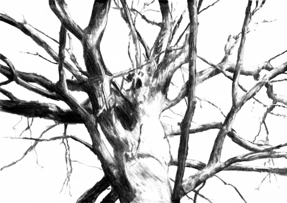 Stark Bare Tree Drawing by Kulik — canvas wall art