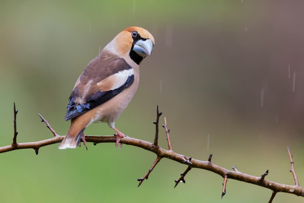 Hawfinch in the Rain by Paolo Bolla — canvas wall art