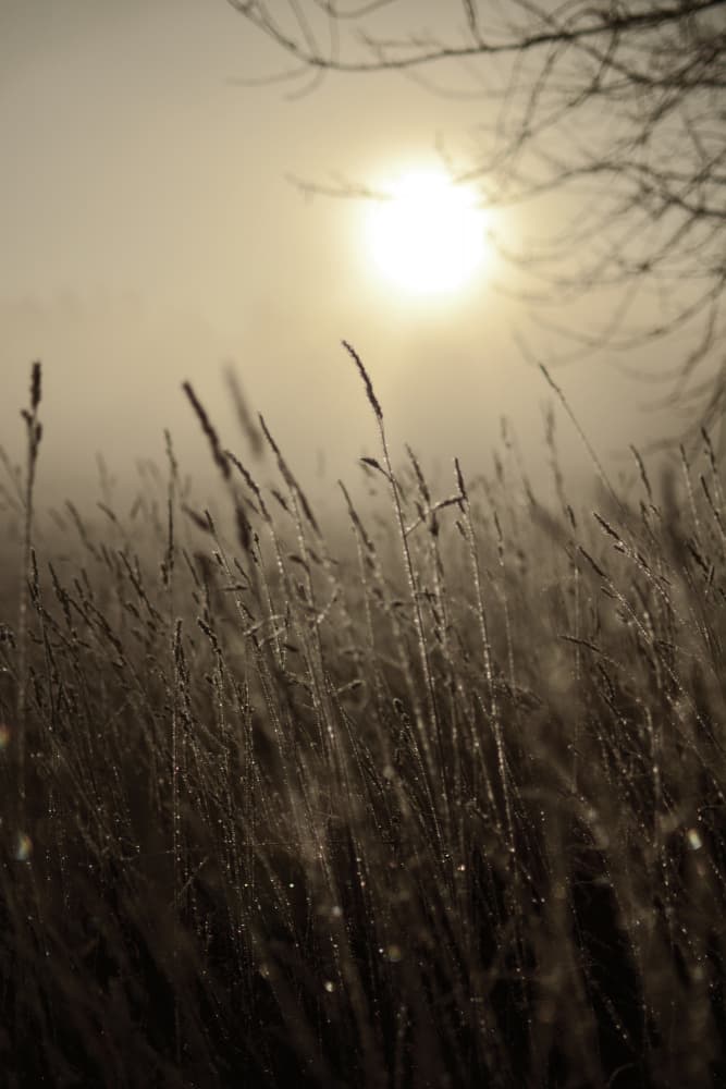 Misty Morning Sun by Christina Sillen — canvas wall art