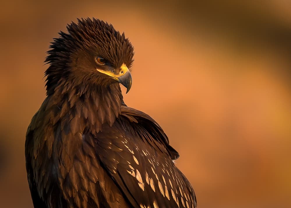 Golden Eagle Gaze by Faisal ALnomas — canvas wall art