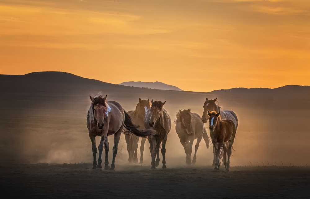Wild Horses Golden Hour by Yuan Su — canvas wall art
