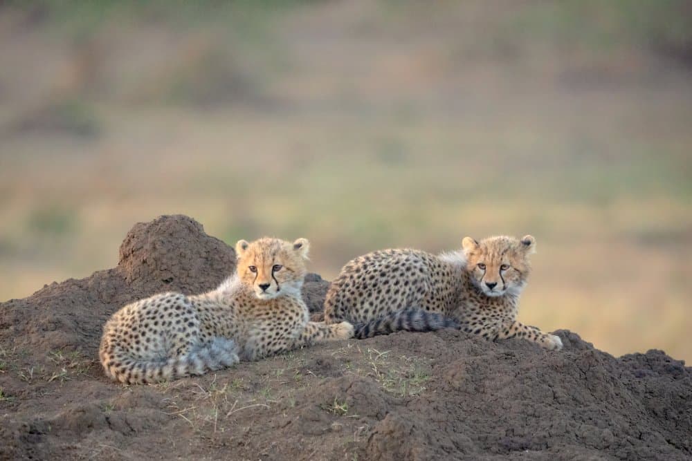 Curious Cheetah Cubs by MIN LI — canvas wall art