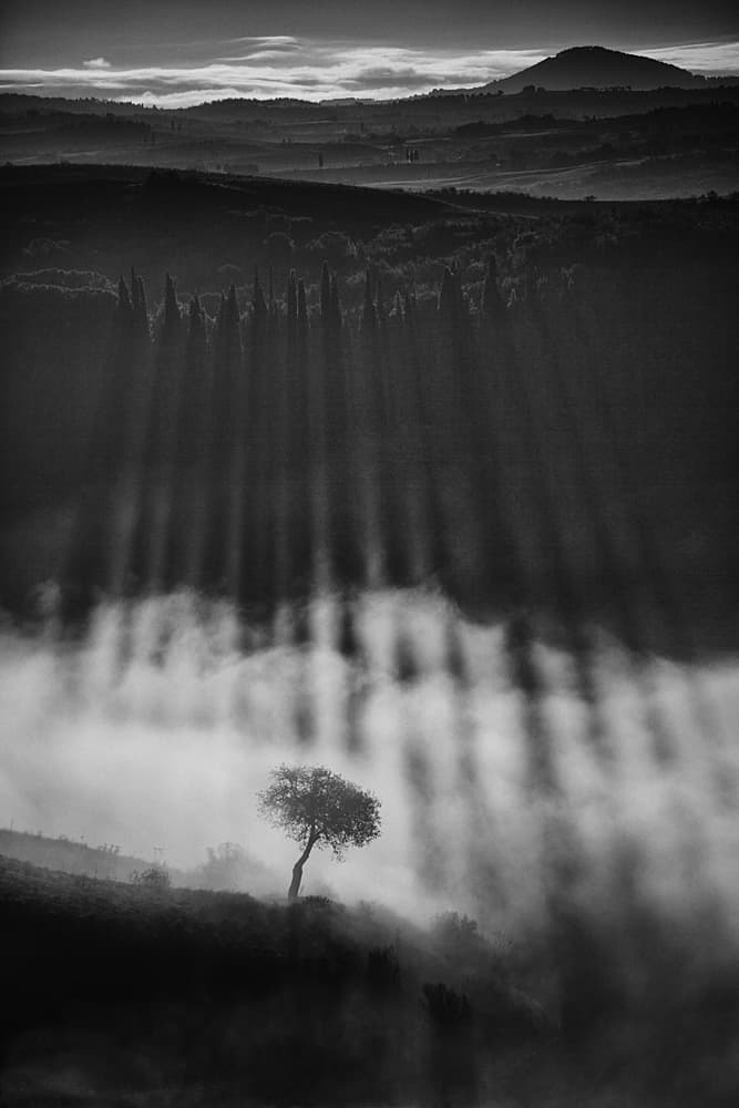 Misty Morning Tree by Peter Svoboda MQEP — canvas wall art