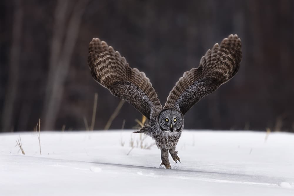 Great Gray Owl Winter Flight by Peter Stahl — canvas wall art
