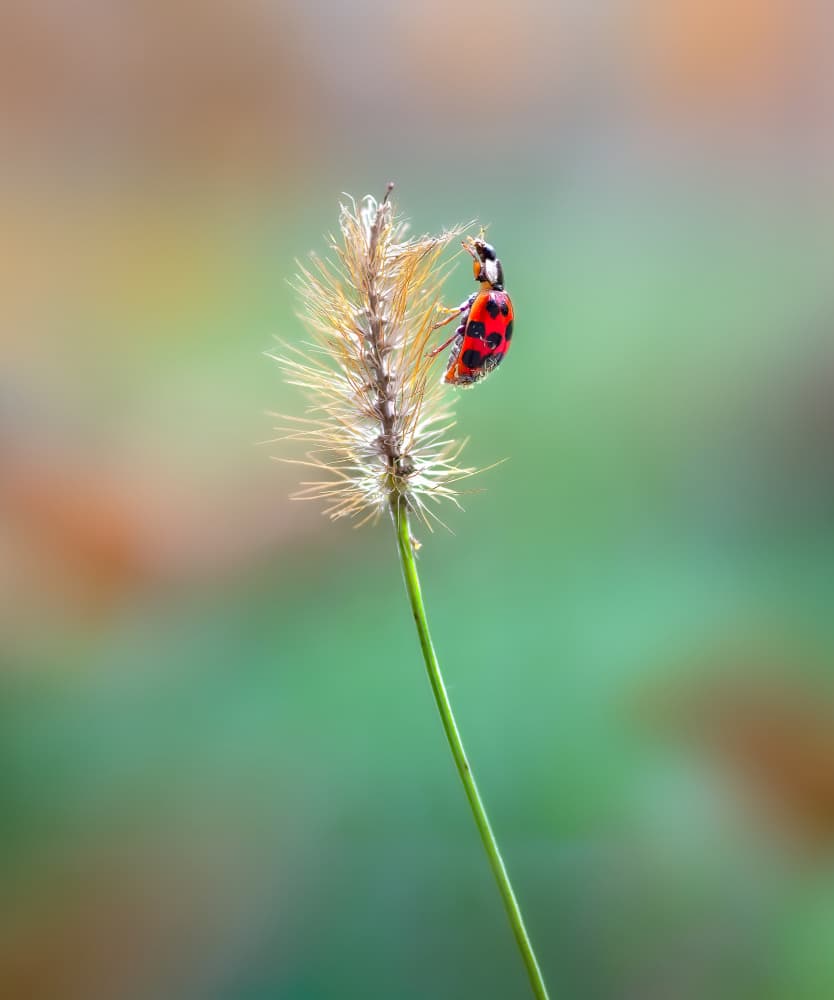 Vibrant Ladybug On Grass by Atul Saluja — canvas wall art