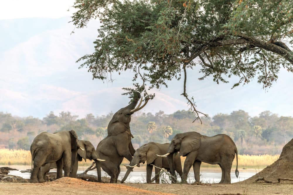 Wild Elephants Reaching by Giuseppe DAmico — canvas wall art