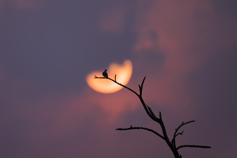 Twilight Bird Silhouette by Rajat Dhesi — canvas wall art