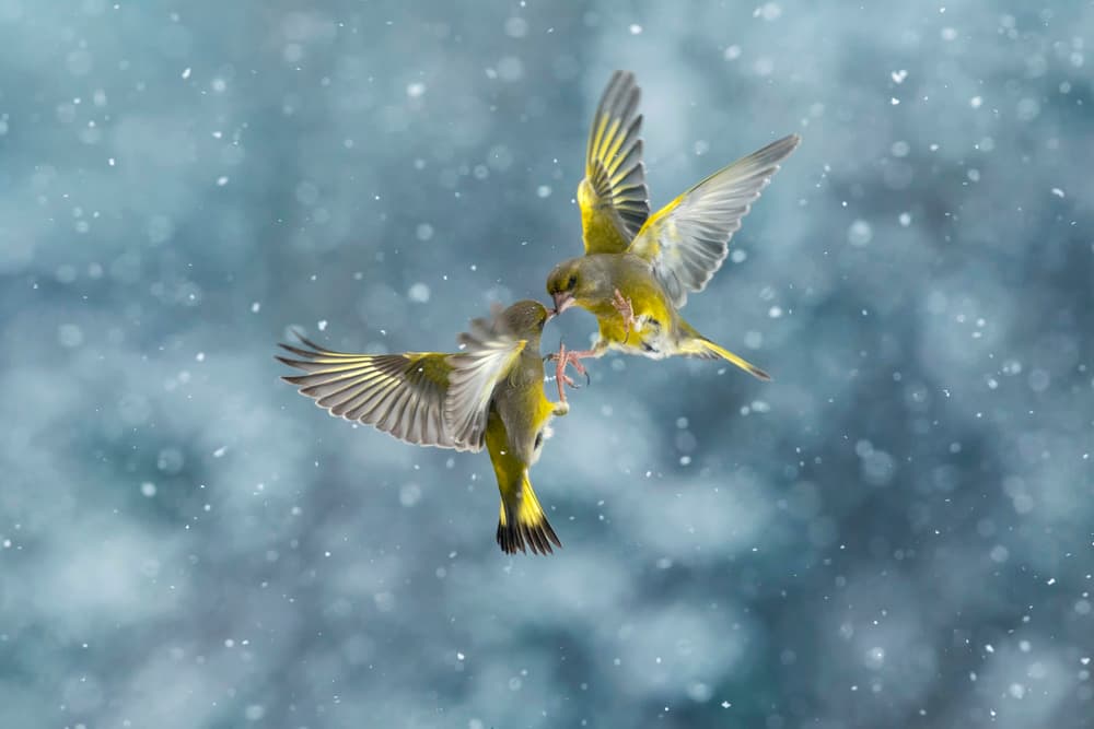 Winter Birds Sharing Food by Marco Redaelli — canvas wall art