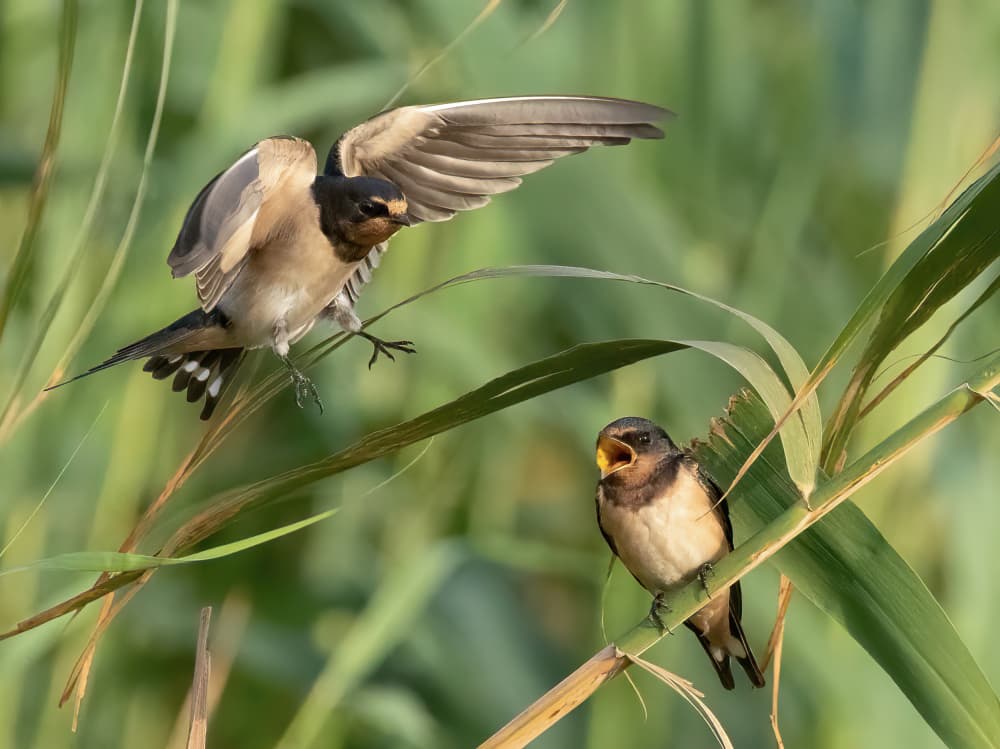 Barn Swallows Feeding by Guy Wilson — canvas wall art