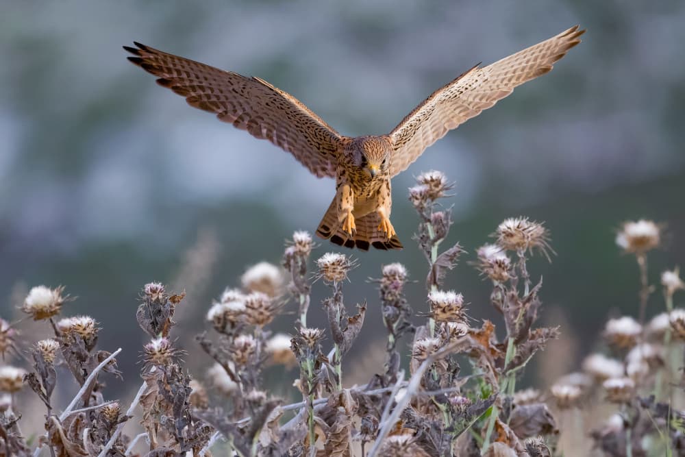 Kestrel in Flight by David Manusevich — canvas wall art