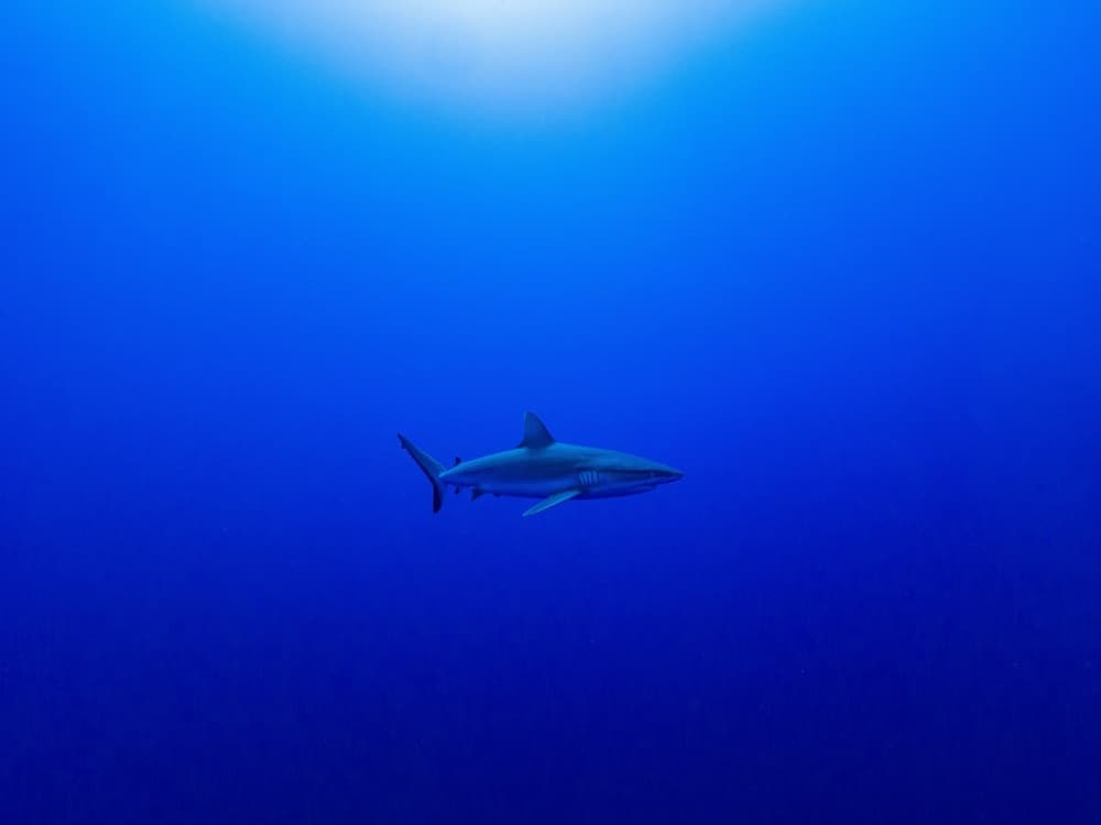 Deep Blue Shark by Serge Melesan — canvas wall art