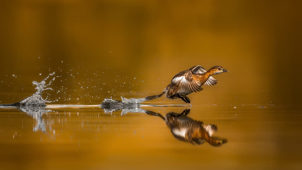 Golden Bird Takeoff by Faisal ALnomas — canvas wall art