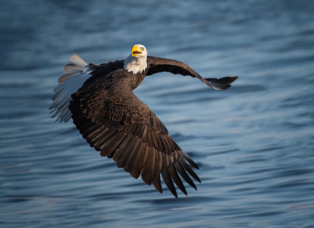 Bald Eagle Soaring by Leah Xu — canvas wall art
