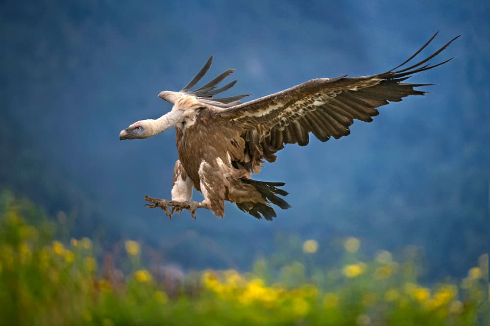 Majestic Vulture Descending by Xavier Ortega — canvas wall art