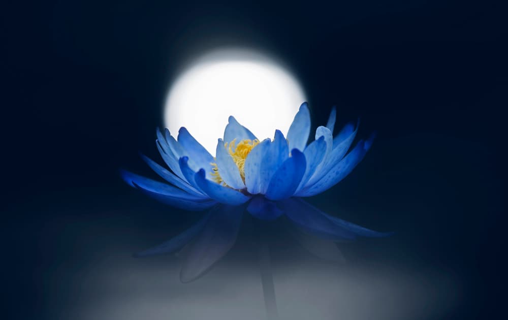 Blue Moon Lotus by Takashi Suzuki — canvas wall art