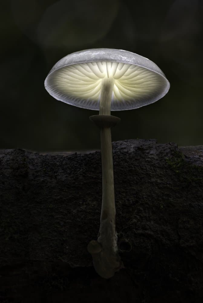 Magical Mushroom Light by Kutub Uddin — canvas wall art
