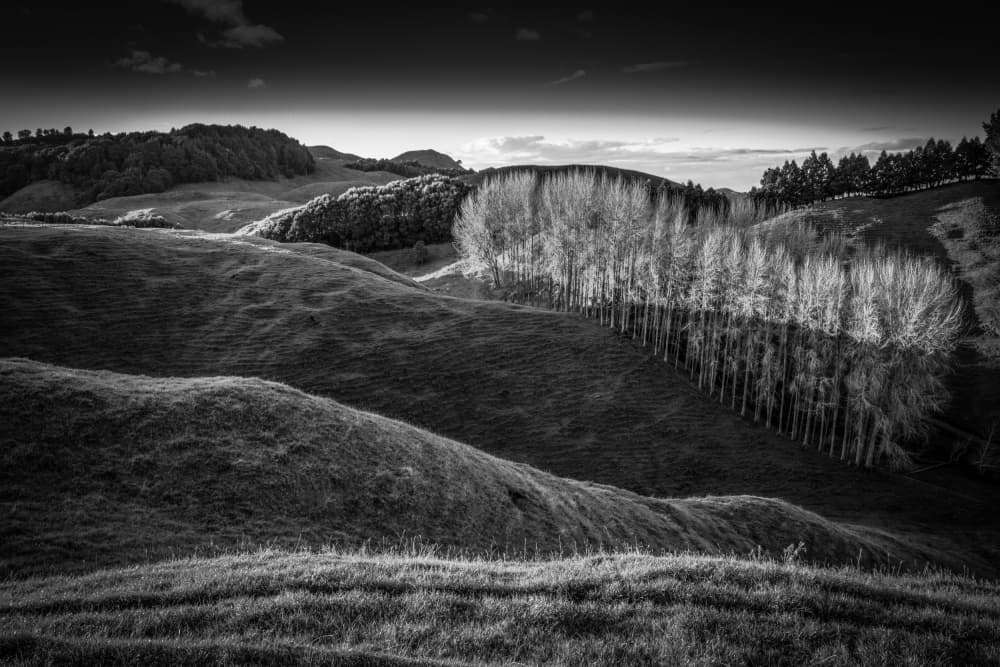 Dramatic Hillside Trees by Allan Li wp — canvas wall art