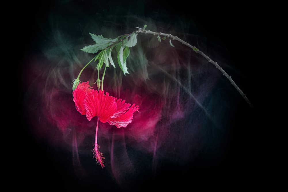 Dramatic Red Hibiscus by Cheryl Eagers — canvas wall art