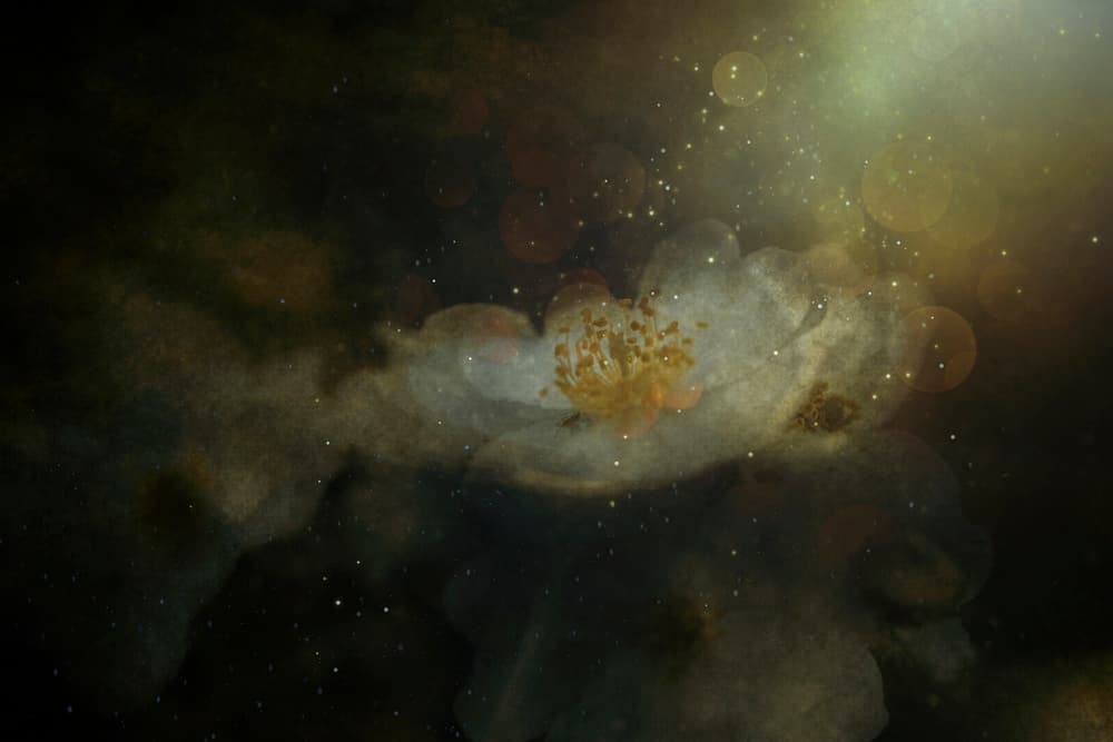 Sparkling Night Bloom by Cicek Kiral — canvas wall art
